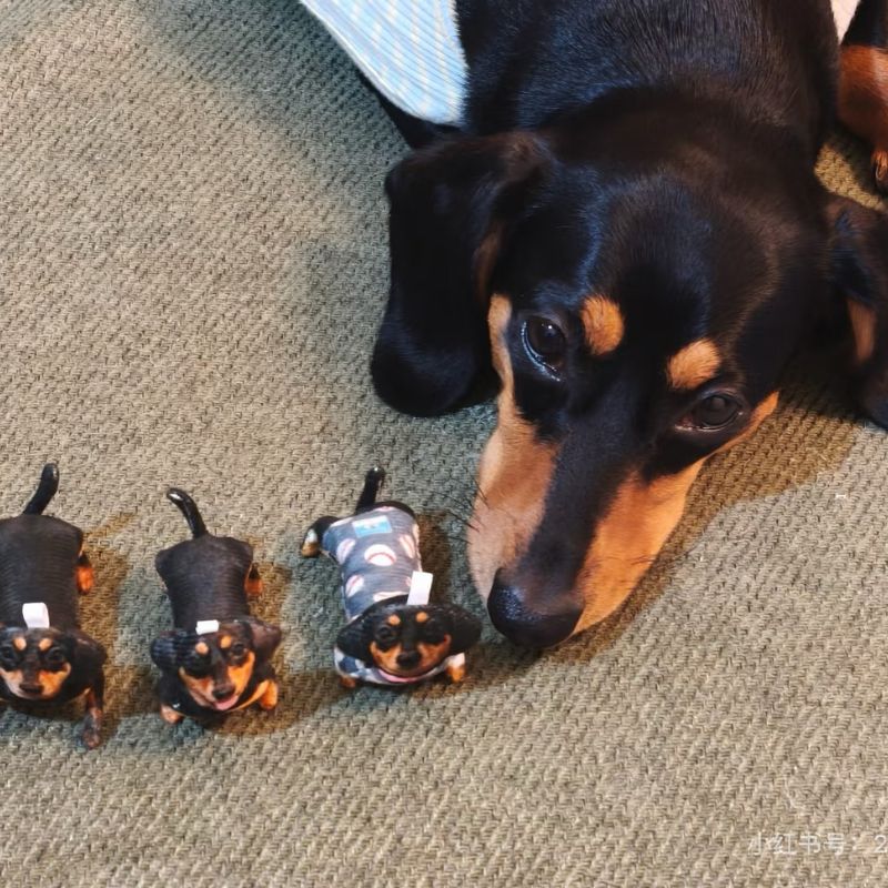 Custom Pet Photo Ugly Plush Doll