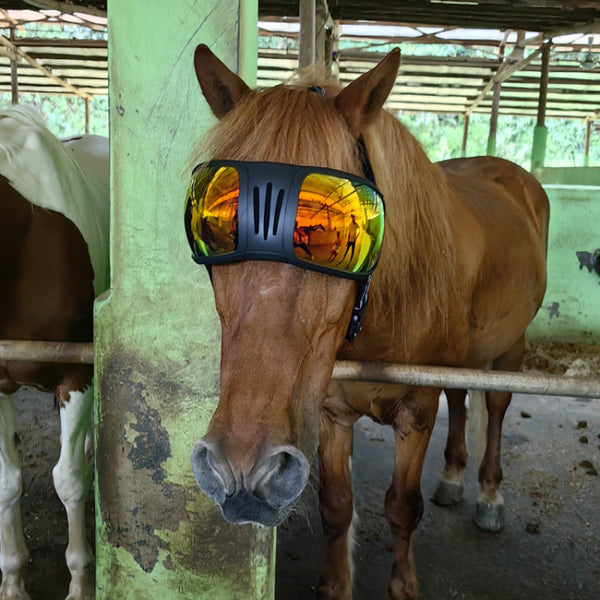Horse Goggles – UV & Fly Eye Protection for Horses